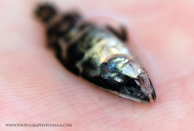 baby barramundi ** This photograph is copyrighted and protected, visit www.photographybydiana.com for more information  **   